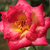 Jaune-rouge - Rosiers à grandes fleurs - floribunda - Dick Clark